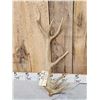 Image 2 : Freak Elk Shed Antler