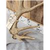 Image 3 : Freak Elk Shed Antler