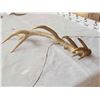 Image 5 : Freak Elk Shed Antler