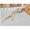 Image 6 : Freak Elk Shed Antler