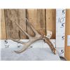 Image 1 : 5 Point 76" Wild Kansas Whitetail Shed Antler