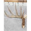 Image 2 : 5 Point 76" Wild Kansas Whitetail Shed Antler