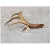 Image 4 : 5 Point 76" Wild Kansas Whitetail Shed Antler