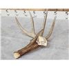 Image 5 : 5 Point 76" Wild Kansas Whitetail Shed Antler