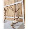 Image 4 : 470 Class Set Of 9x9 Elk Shed Antlers