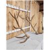 Image 6 : 470 Class Set Of 9x9 Elk Shed Antlers