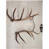 Image 7 : 470 Class Set Of 9x9 Elk Shed Antlers