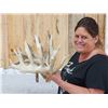 Image 2 : Big Droptine 288" Set Of Whitetail Shed Antlers