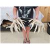Image 4 : Big Droptine 288" Set Of Whitetail Shed Antlers
