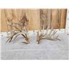 Image 5 : Big Droptine 288" Set Of Whitetail Shed Antlers