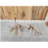 Image 6 : Big Droptine 288" Set Of Whitetail Shed Antlers