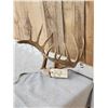 Image 2 : Main Frame Mini Monster 5x5 Whitetail Antlers On Skull Plate