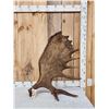 Image 1 : Gorgeous 18 Lbs Self Standing Alaskan Moose Shed Antler