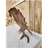 Image 2 : Gorgeous 18 Lbs Self Standing Alaskan Moose Shed Antler