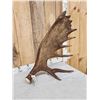 Image 3 : Gorgeous 18 Lbs Self Standing Alaskan Moose Shed Antler