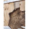 Image 4 : Gorgeous 18 Lbs Self Standing Alaskan Moose Shed Antler