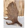 Image 5 : Gorgeous 18 Lbs Self Standing Alaskan Moose Shed Antler