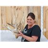 Image 2 : GORGEOUS HEAVY MASS 226" Set Of Whitetail Shed Antlers