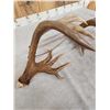 Image 5 : GORGEOUS HEAVY MASS 226" Set Of Whitetail Shed Antlers