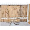 Image 1 : 14 Lbs Set Of Elk Cut Off Antlers