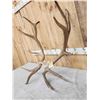 Image 2 : 14 Lbs Set Of Elk Cut Off Antlers