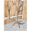 Image 3 : 14 Lbs Set Of Elk Cut Off Antlers