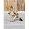 Image 11 : GORGEOUS Double Droptine 311" Set Of Whitetail Shed Antlers
