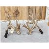 Image 12 : GORGEOUS Double Droptine 311" Set Of Whitetail Shed Antlers