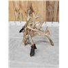 Image 13 : GORGEOUS Double Droptine 311" Set Of Whitetail Shed Antlers