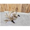 Image 14 : GORGEOUS Double Droptine 311" Set Of Whitetail Shed Antlers