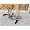 Image 15 : GORGEOUS Double Droptine 311" Set Of Whitetail Shed Antlers