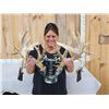 Image 1 : GORGEOUS Double Droptine 311" Set Of Whitetail Shed Antlers