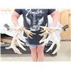Image 4 : GORGEOUS Double Droptine 311" Set Of Whitetail Shed Antlers