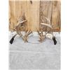 Image 5 : GORGEOUS Double Droptine 311" Set Of Whitetail Shed Antlers