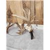 Image 6 : GORGEOUS Double Droptine 311" Set Of Whitetail Shed Antlers