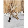 Image 7 : GORGEOUS Double Droptine 311" Set Of Whitetail Shed Antlers