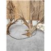 Image 8 : GORGEOUS Double Droptine 311" Set Of Whitetail Shed Antlers