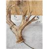 Image 9 : GORGEOUS Double Droptine 311" Set Of Whitetail Shed Antlers