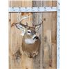 Image 1 : 4x4 Whitetail Shoulder Mount Taxidermy