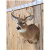 Image 2 : 4x4 Whitetail Shoulder Mount Taxidermy