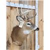 Image 3 : 4x4 Whitetail Shoulder Mount Taxidermy