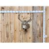 Image 1 : 5x5 Mule Deer Shoulder Mount Taxidermy