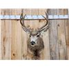 Image 2 : 5x5 Mule Deer Shoulder Mount Taxidermy