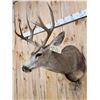 Image 3 : 5x5 Mule Deer Shoulder Mount Taxidermy