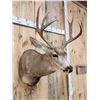 Image 4 : 5x5 Mule Deer Shoulder Mount Taxidermy