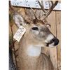 Image 11 : Gorgeous High 180 Class Whitetail Shoulder Mount Taxidermy