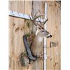 Image 14 : Gorgeous High 180 Class Whitetail Shoulder Mount Taxidermy
