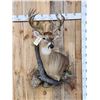Image 1 : Gorgeous High 180 Class Whitetail Shoulder Mount Taxidermy