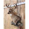 Image 2 : Gorgeous High 180 Class Whitetail Shoulder Mount Taxidermy