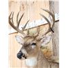 Image 3 : Gorgeous High 180 Class Whitetail Shoulder Mount Taxidermy